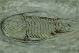 Lower Cambrian Trilobite (Neltneria) - Issafen, Morocco #355767-2